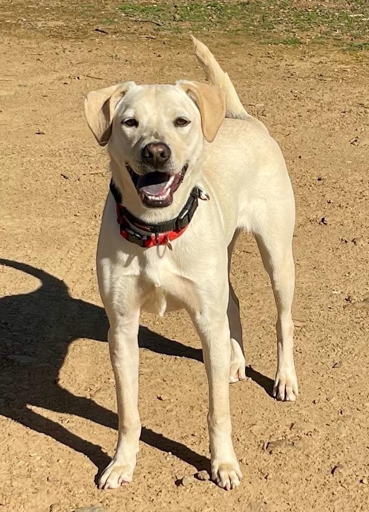 Mellie, a Adoptable mixed breed in Jamestown, CA image 3/5