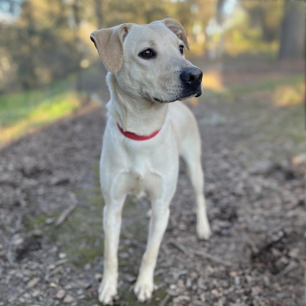 Enlarge Mellie, a Adoptable mixed breed in Jamestown, CA image 4/5