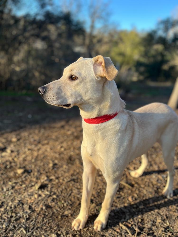 Enlarge Mellie, a Adoptable mixed breed in Jamestown, CA image 5/5