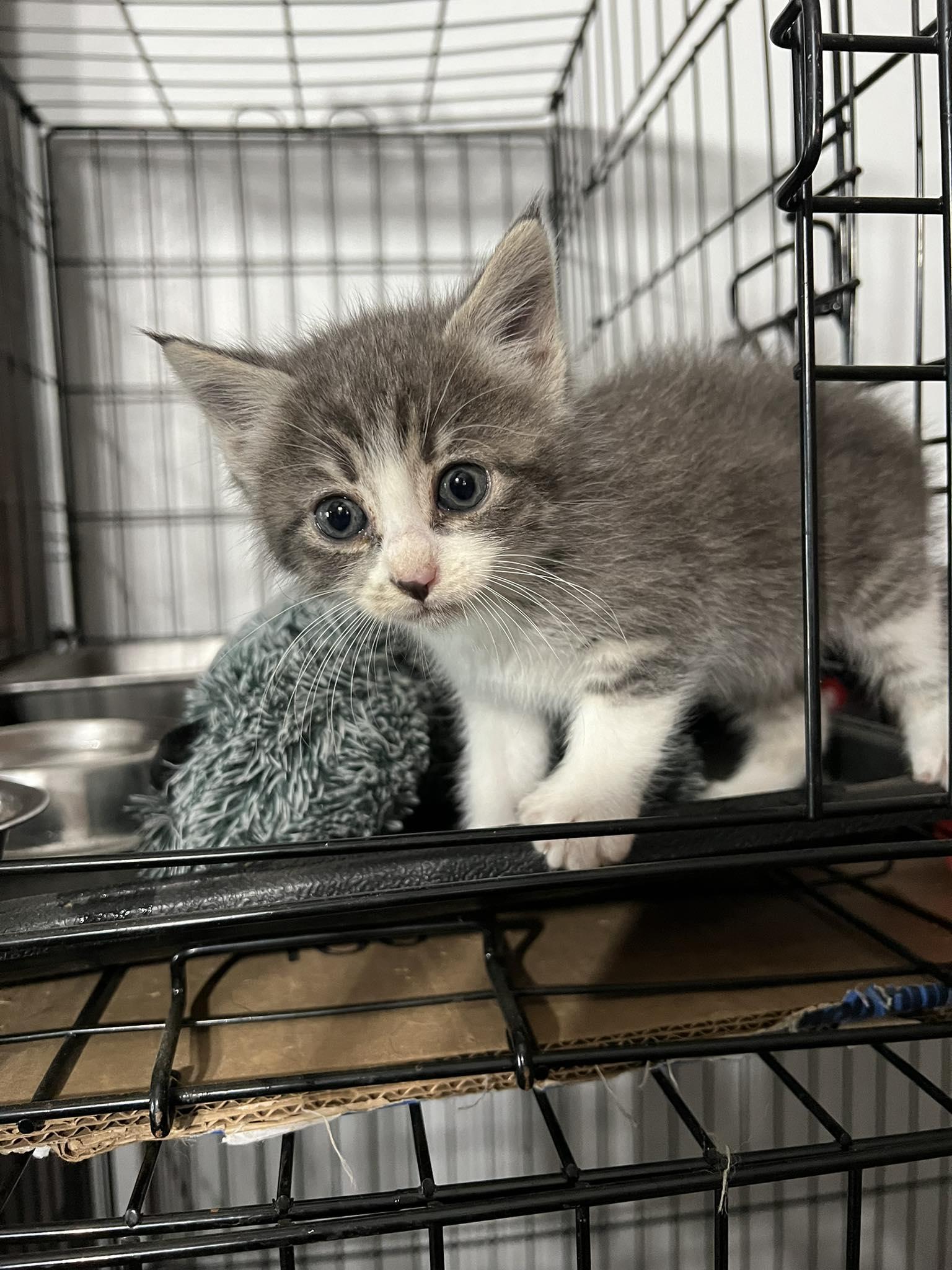 Enlarge Mira, a Adopted Domestic Short Hair in Bangs, TX image 1/1
