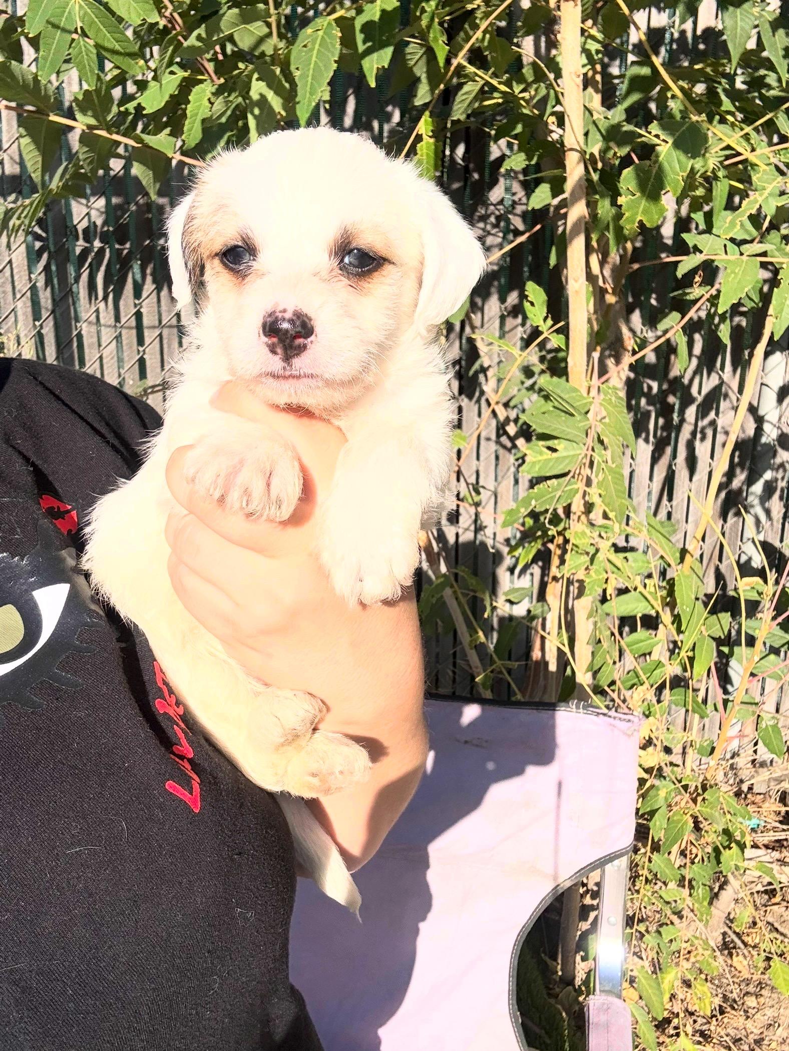 Luca, an adoptable Chihuahua, Maltipoo in Redlands , CA, 92373 | Photo Image 2