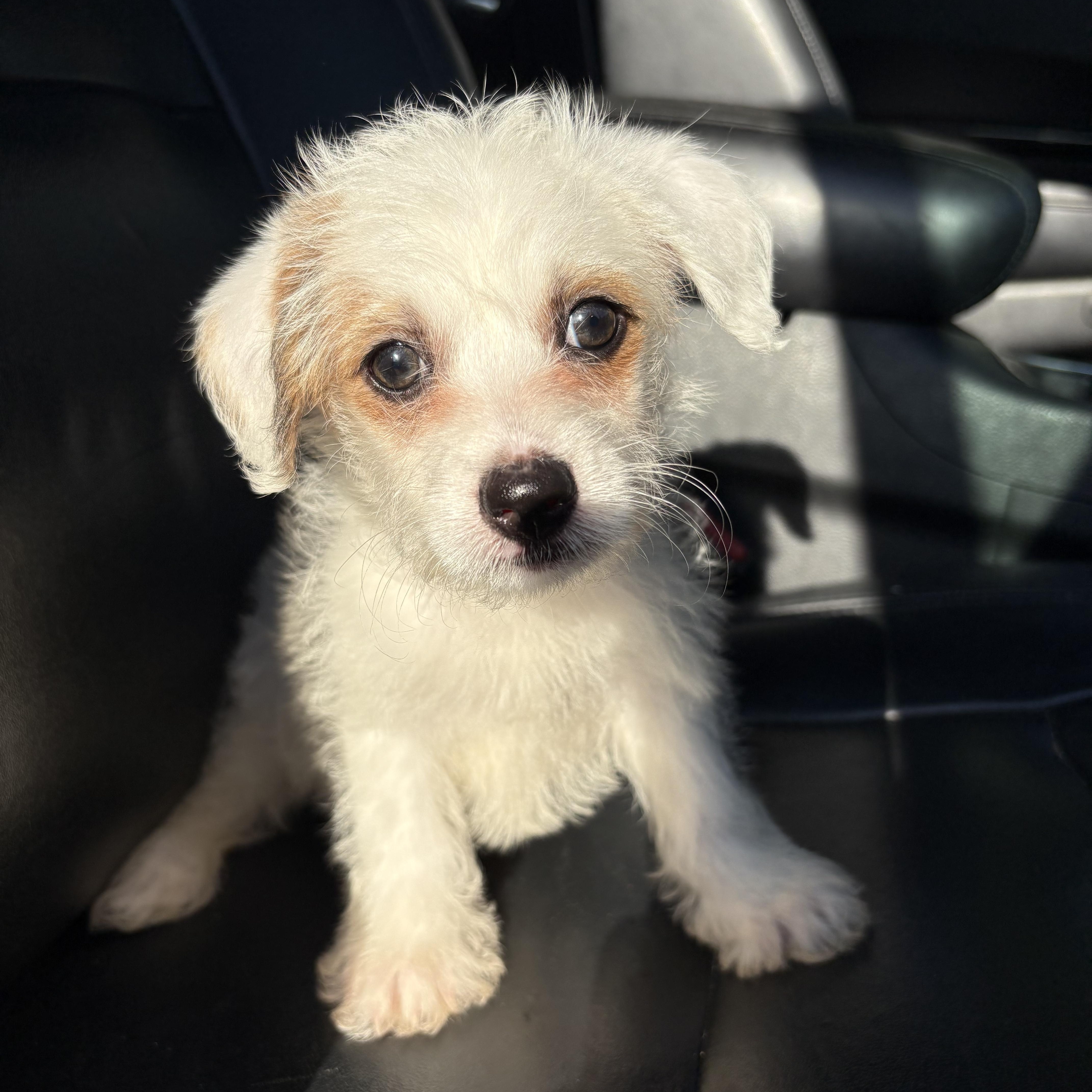 Luca, an adoptable Chihuahua, Maltipoo in Redlands , CA, 92373 | Photo Image 1