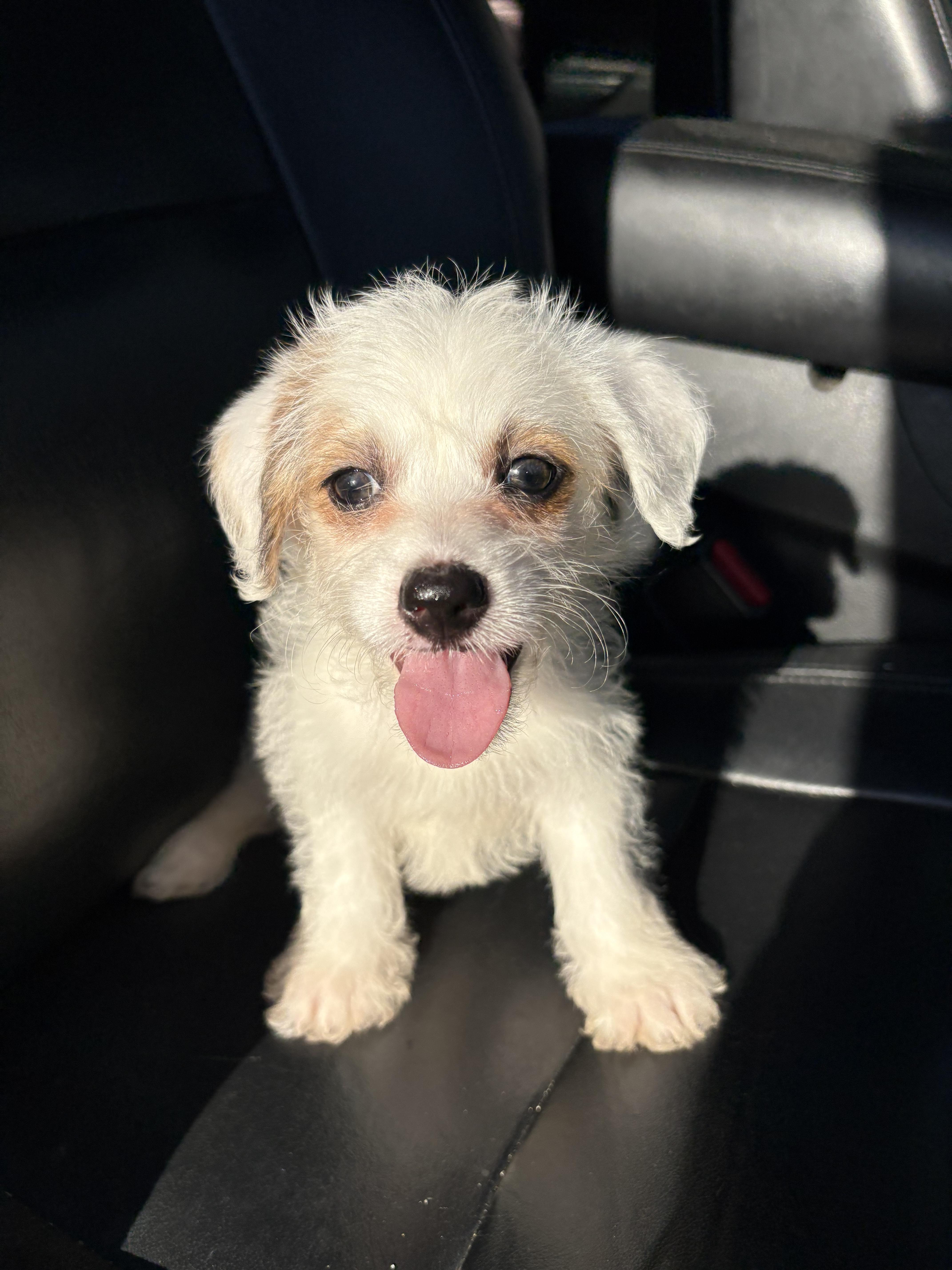 Luca, an adoptable Chihuahua, Maltipoo in Redlands , CA, 92373 | Photo Image 4