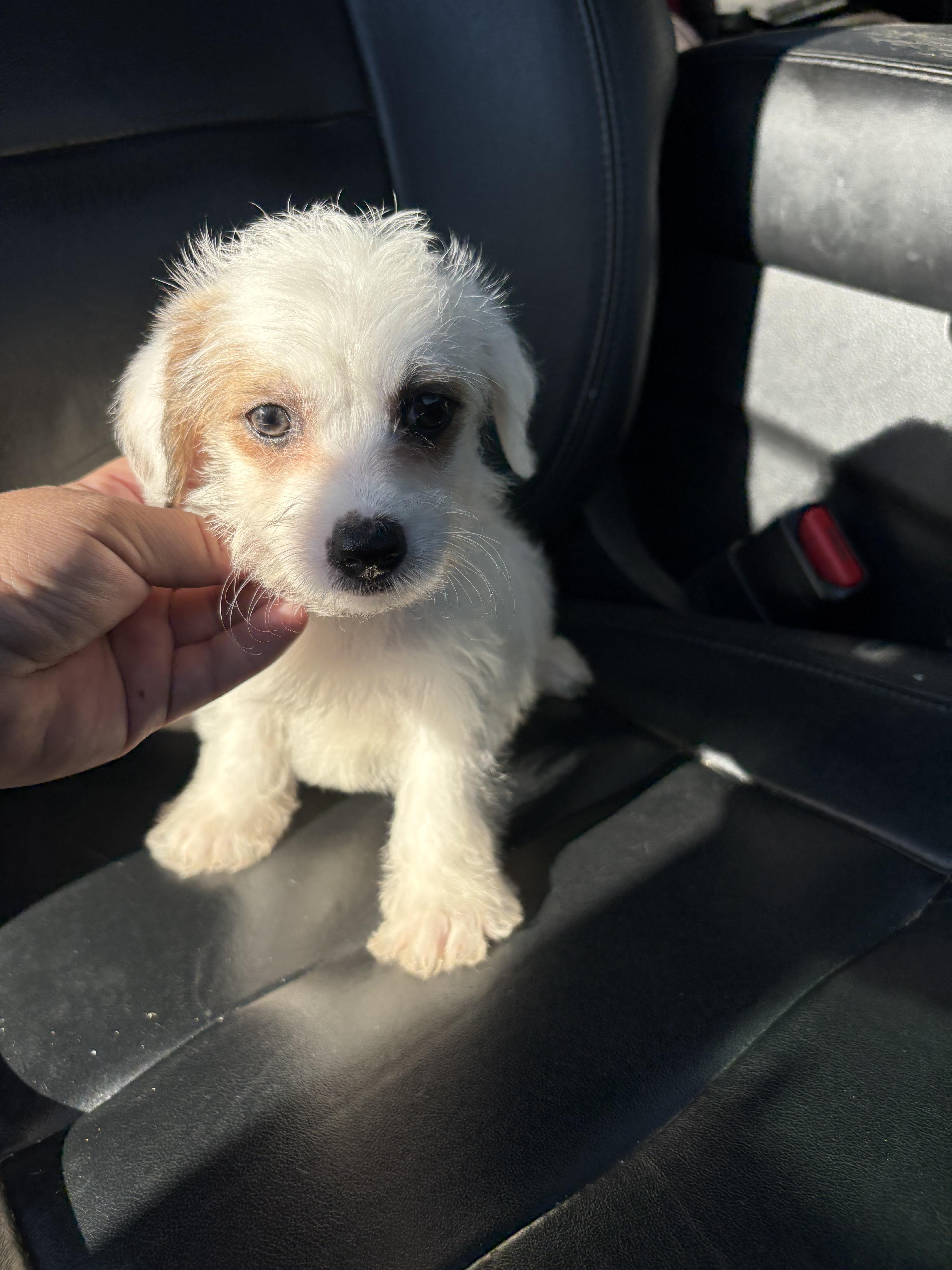 Luca, an adoptable Chihuahua, Maltipoo in Redlands , CA, 92373 | Photo Image 3