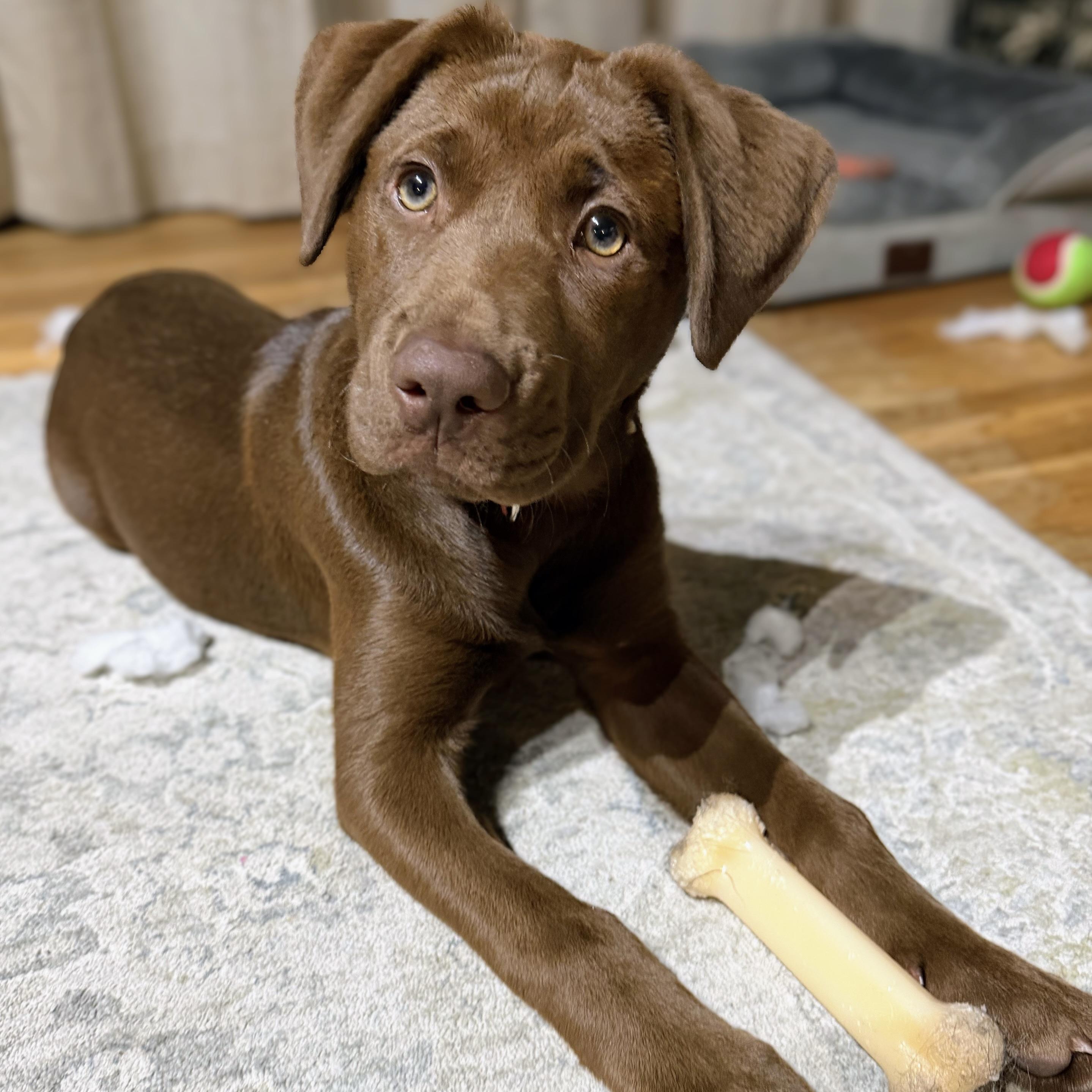 Enlarge Coco, an adopted mixed breed in Prior Lake, MN image 4/6