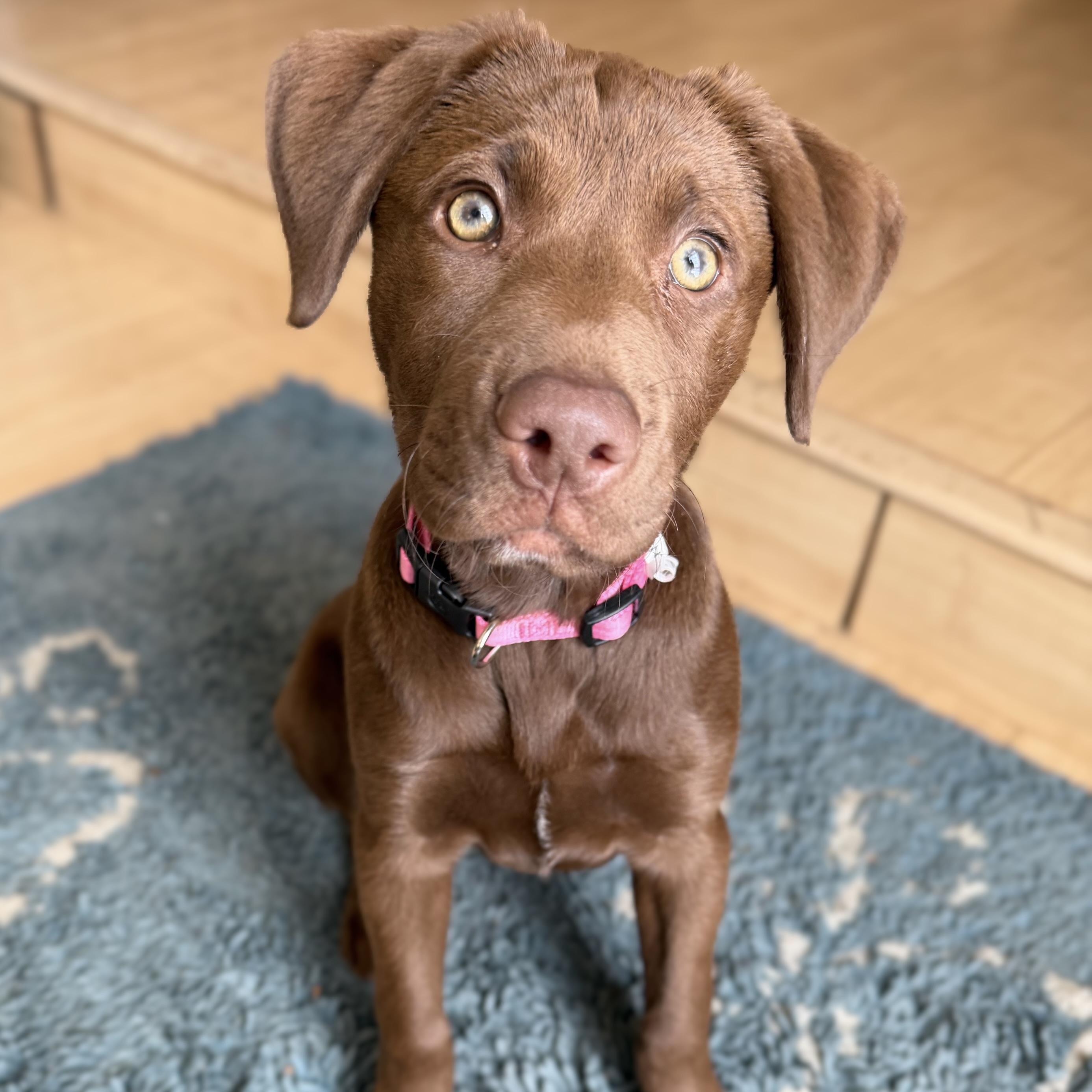 Enlarge Coco, an adopted mixed breed in Prior Lake, MN image 3/6