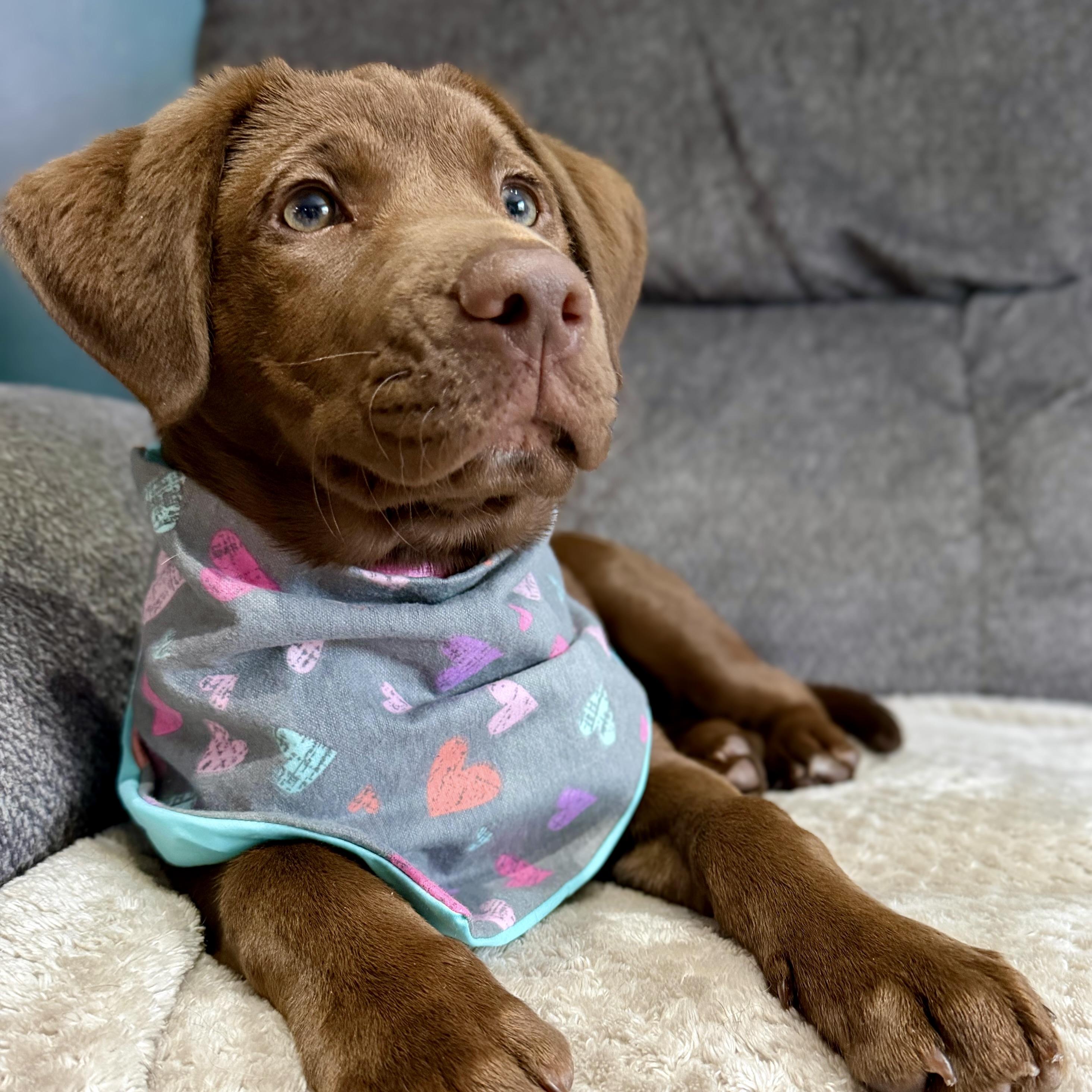 Enlarge Coco, an adopted mixed breed in Prior Lake, MN image 2/6