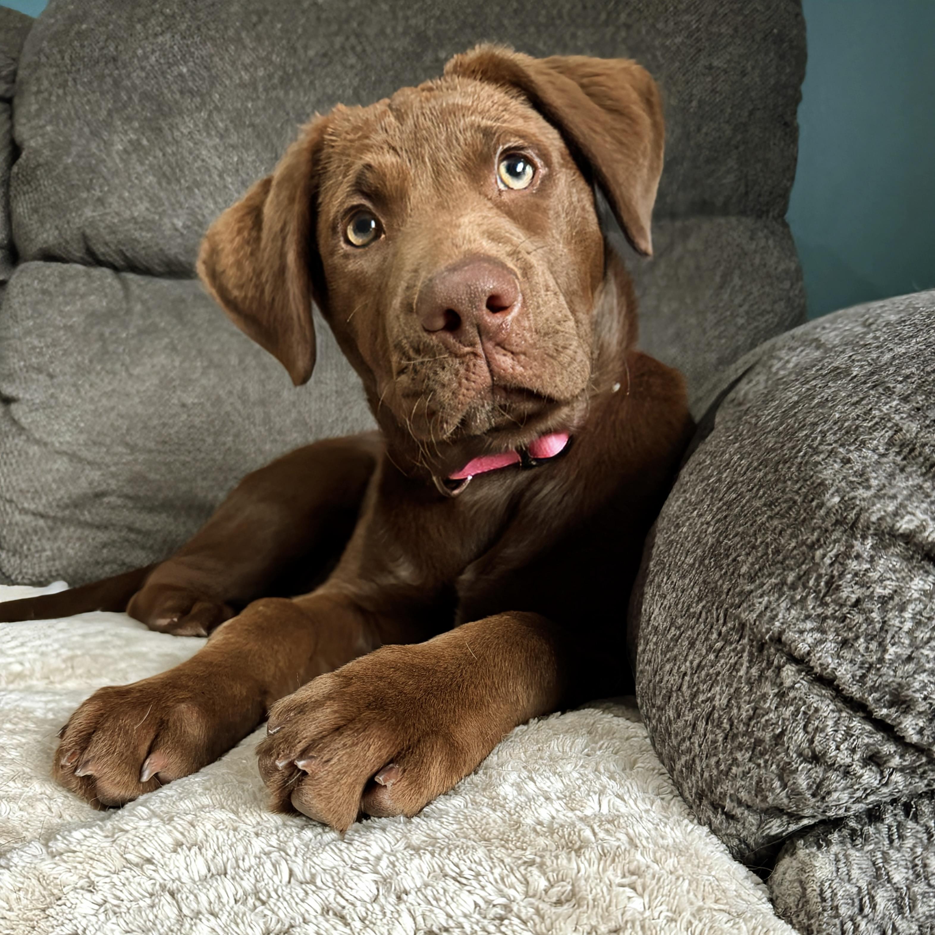 Enlarge Coco, an adopted mixed breed in Prior Lake, MN image 5/6