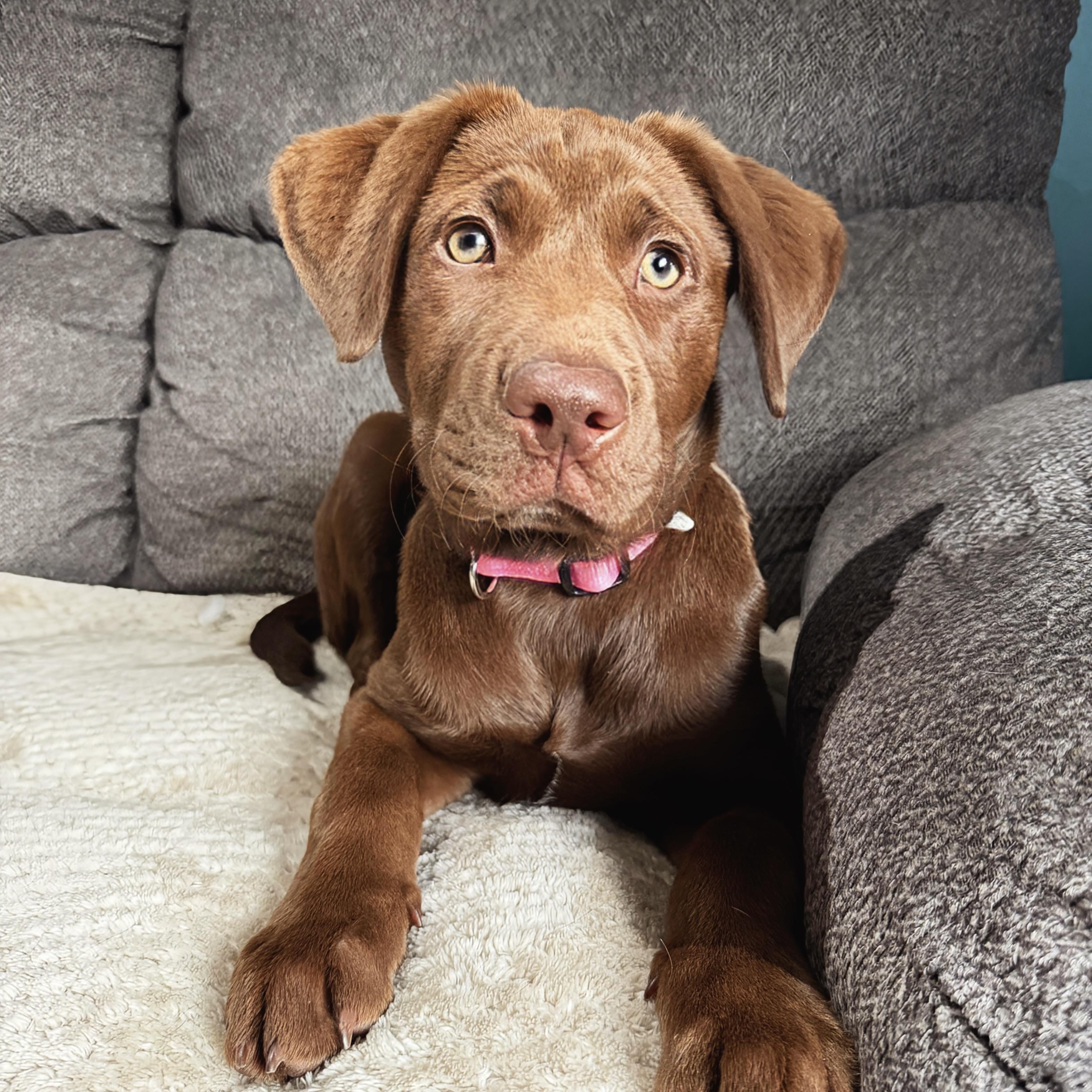 Enlarge Coco, an adopted mixed breed in Prior Lake, MN image 1/6