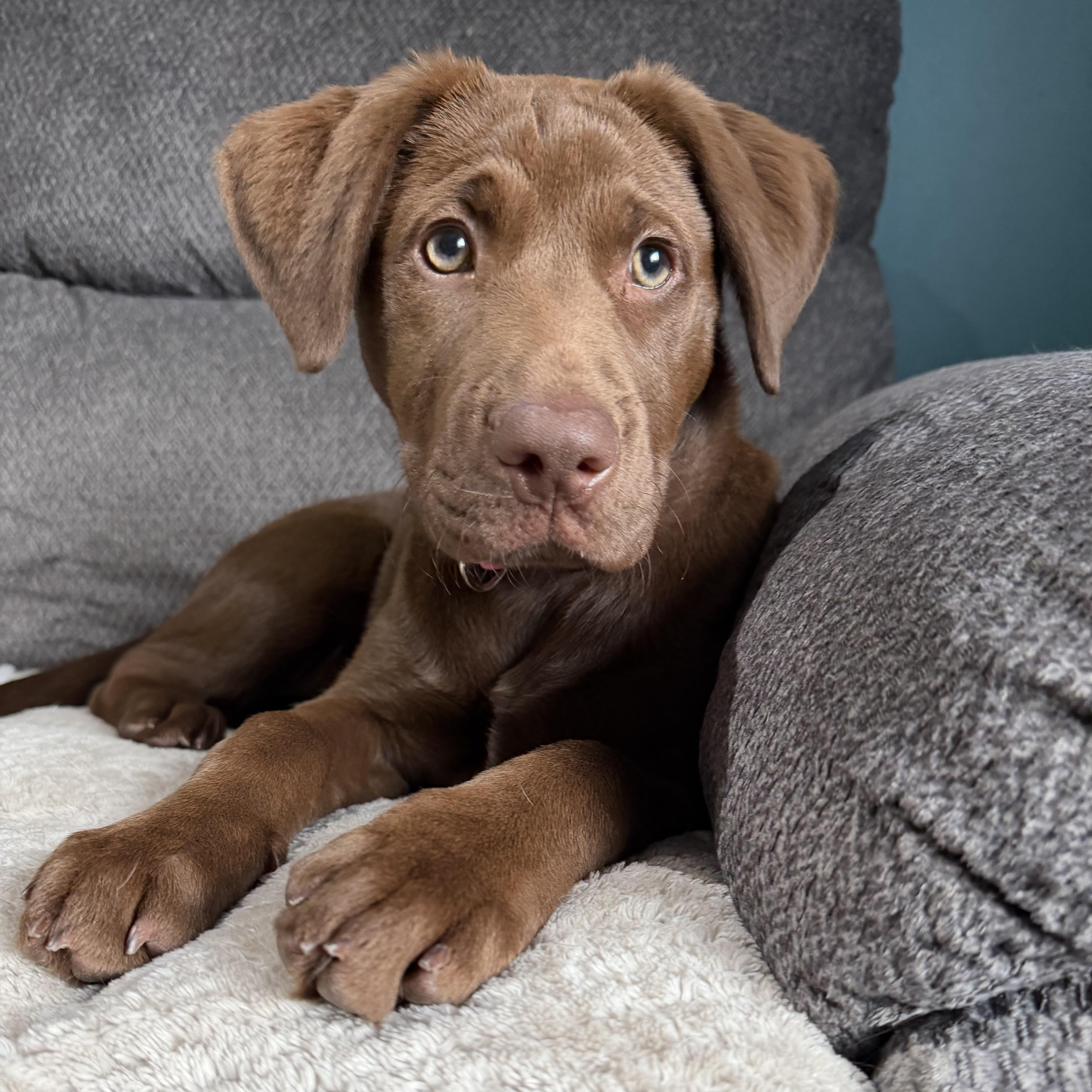 Enlarge Coco, an adopted mixed breed in Prior Lake, MN image 6/6