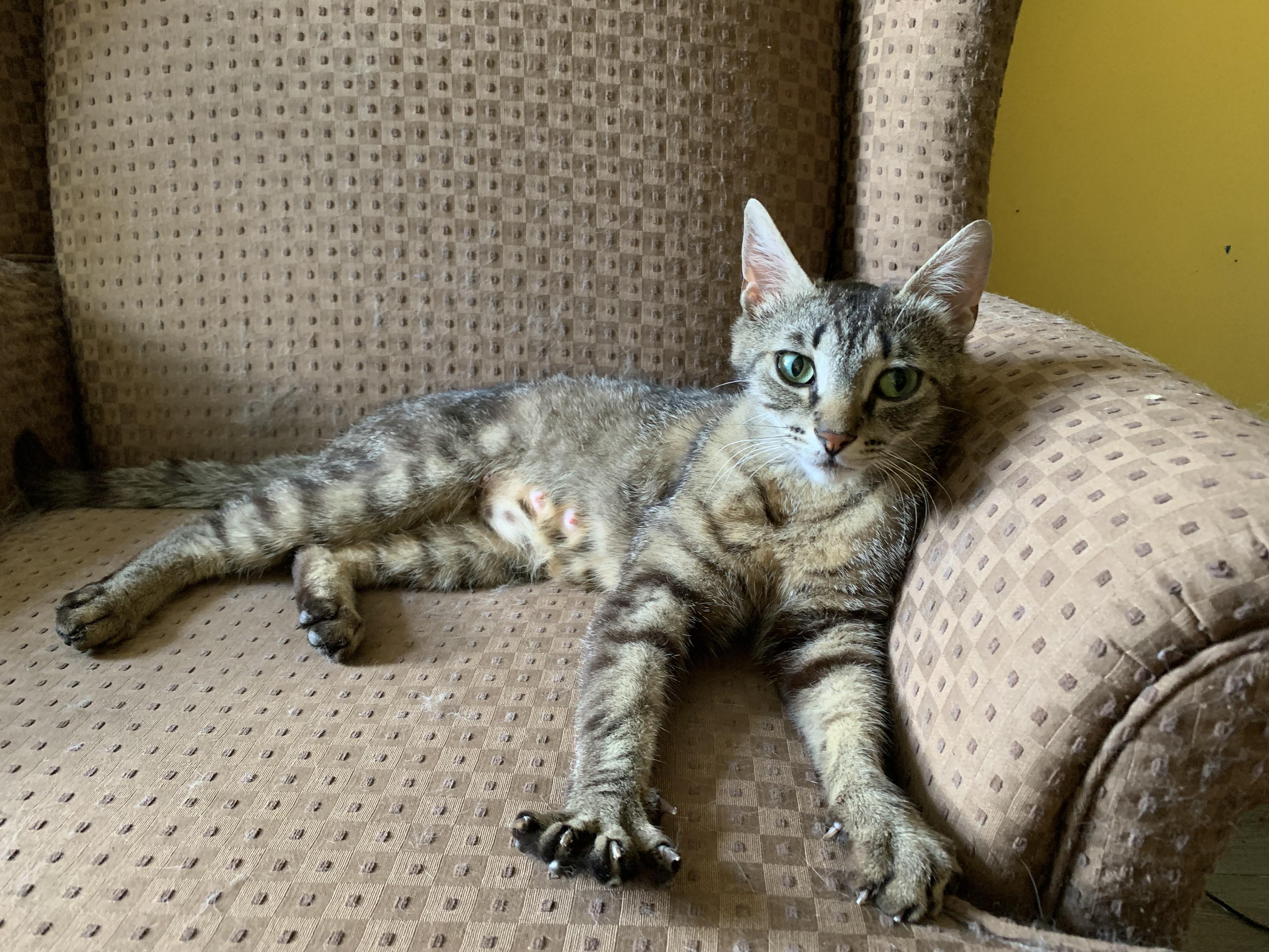 Momma Wolf Paws, Adoptable, Young Female Domestic Short Hair.