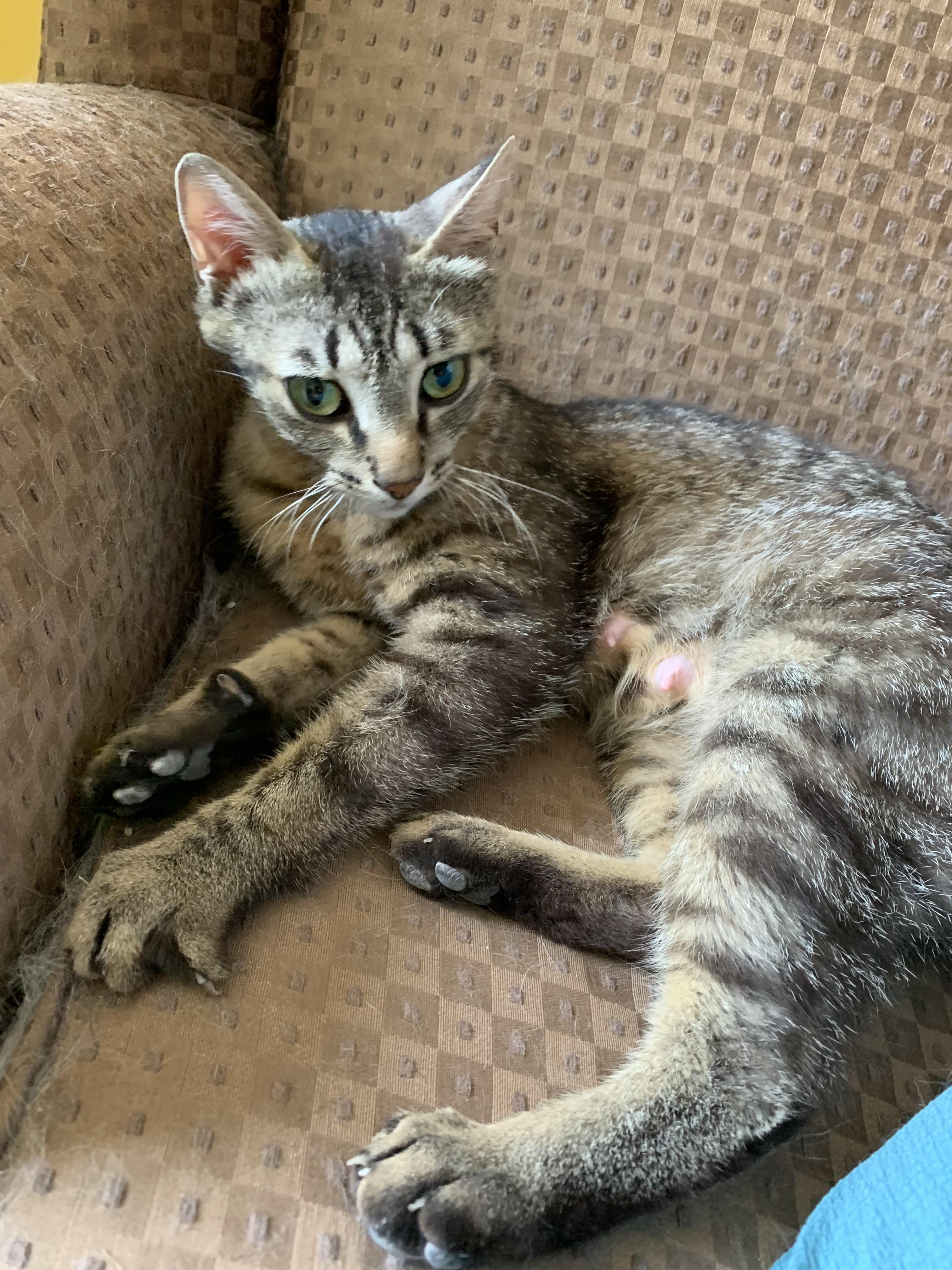 Enlarge Momma Wolf Paws, a Adoptable Domestic Short Hair in Zephyr, ON image 2/2
