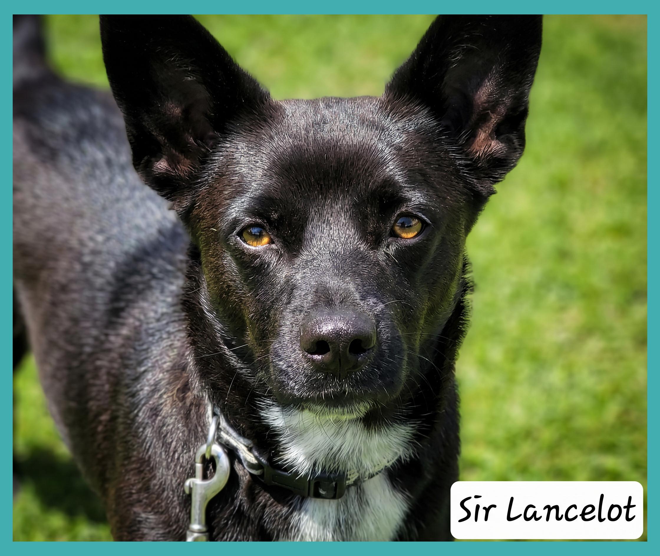 Enlarge Sir Lancelot , a ADOPTABLE mixed breed in Granbury, TX image 2/2