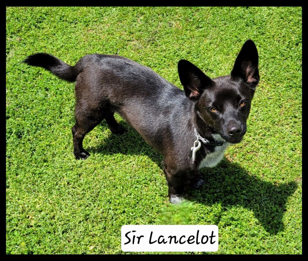 Sir Lancelot , ADOPTABLE, Young Male Corgi & Australian Cattle Dog / Blue Heeler.