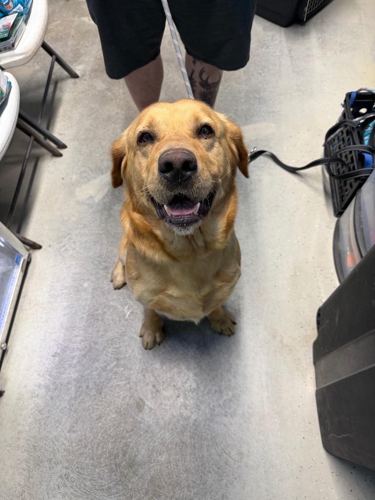 Woody, Adoptable, Young Male Labrador Retriever.