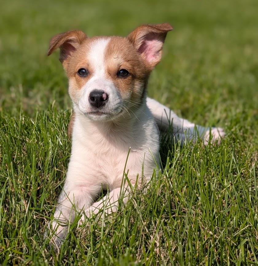 Cosmo, a Adopted mixed breed in Souderton, PA image 2/5
