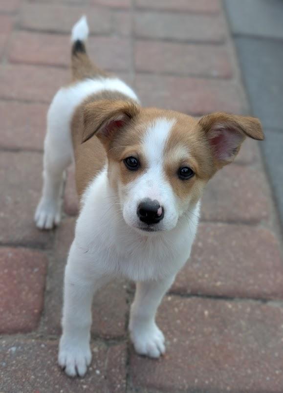 Cosmo, a Adopted mixed breed in Souderton, PA image 1/5
