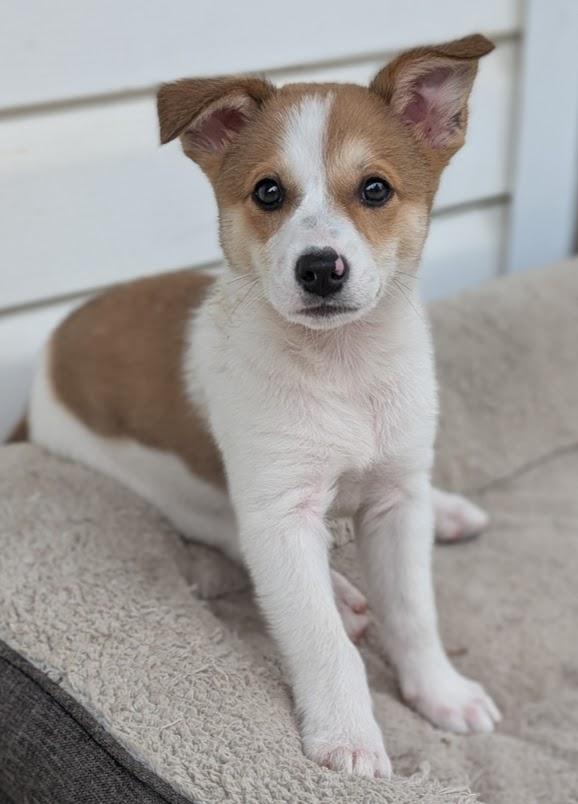 Cosmo, a Adopted mixed breed in Souderton, PA image 4/5