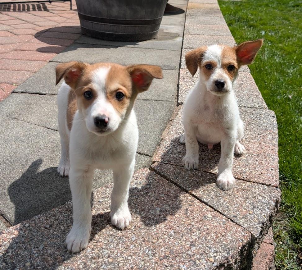 Cosmo, a Adopted mixed breed in Souderton, PA image 3/5