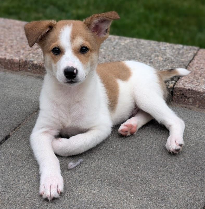 Cosmo, a Adopted mixed breed in Souderton, PA image 5/5