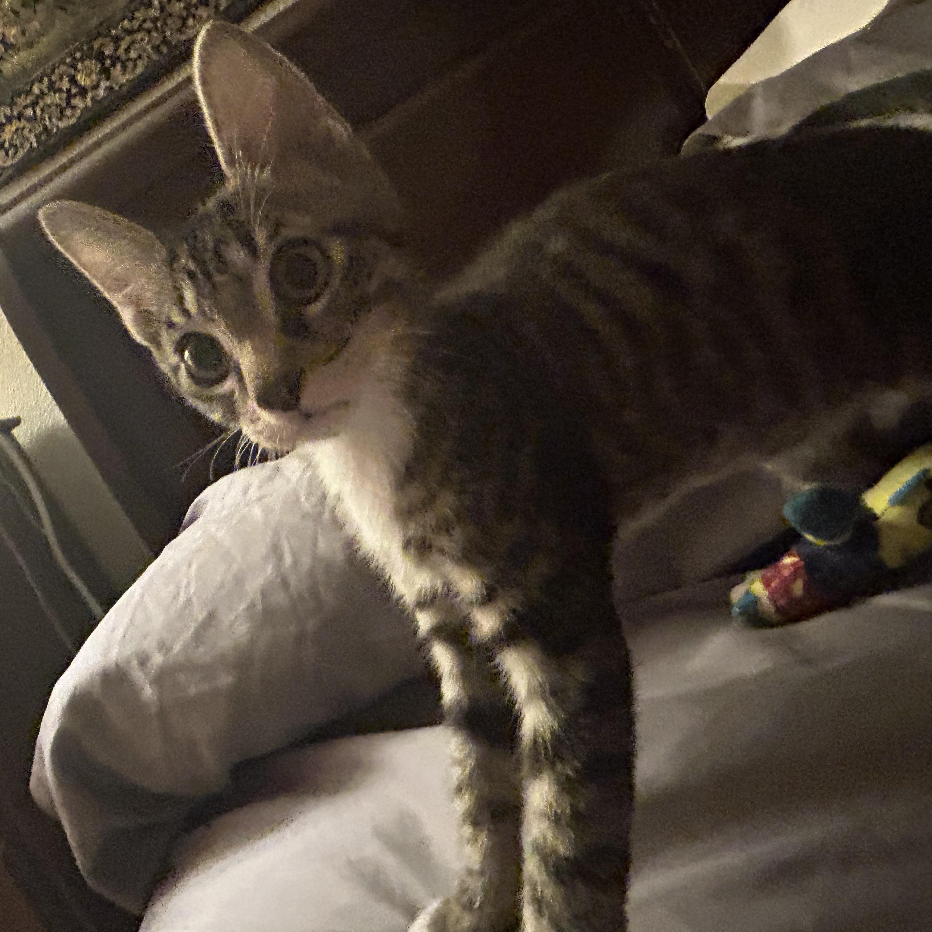 Enlarge Ozzy, an adoptable Domestic Short Hair in Bryan, TX image 4/6