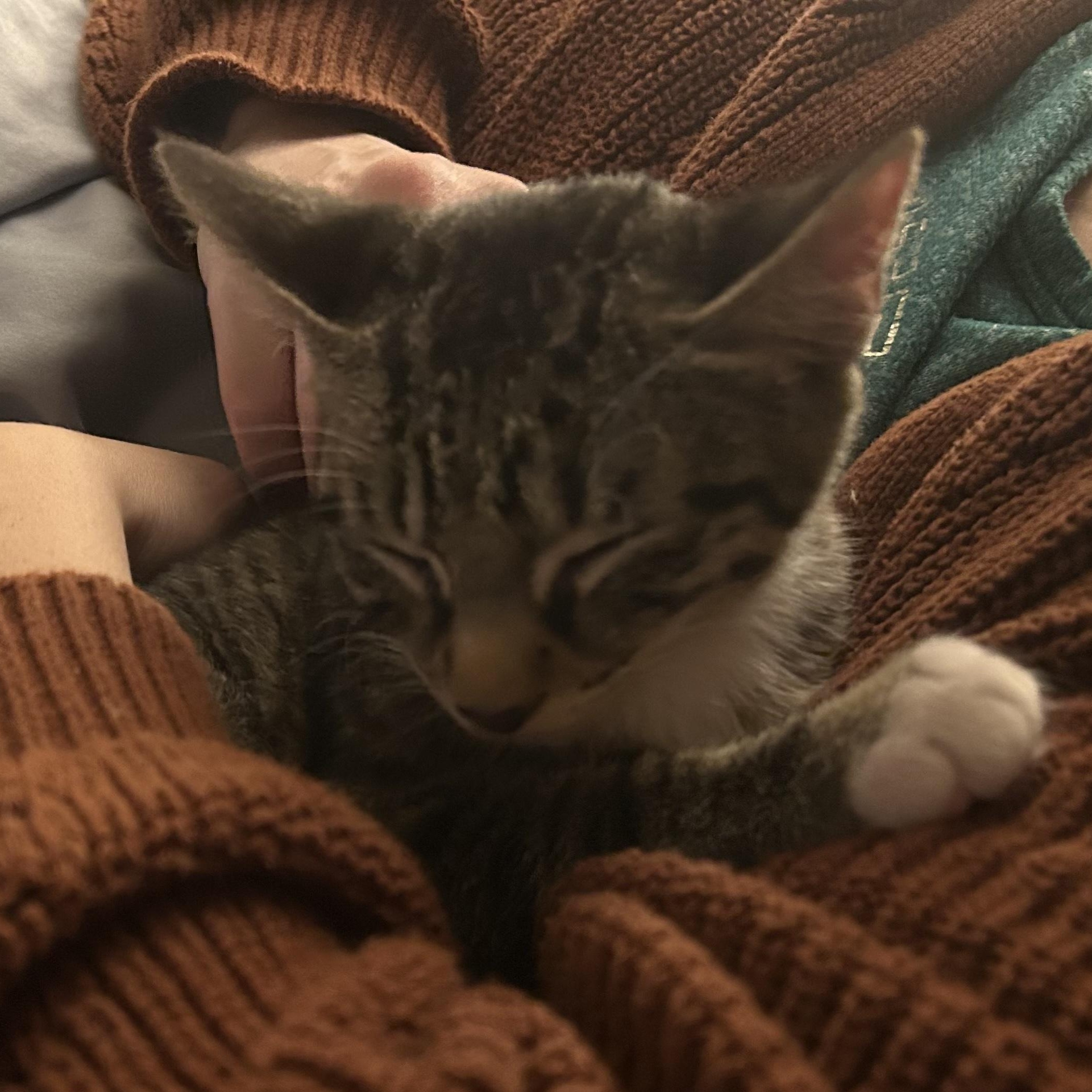 Enlarge Ozzy, an adoptable Domestic Short Hair in Bryan, TX image 5/6