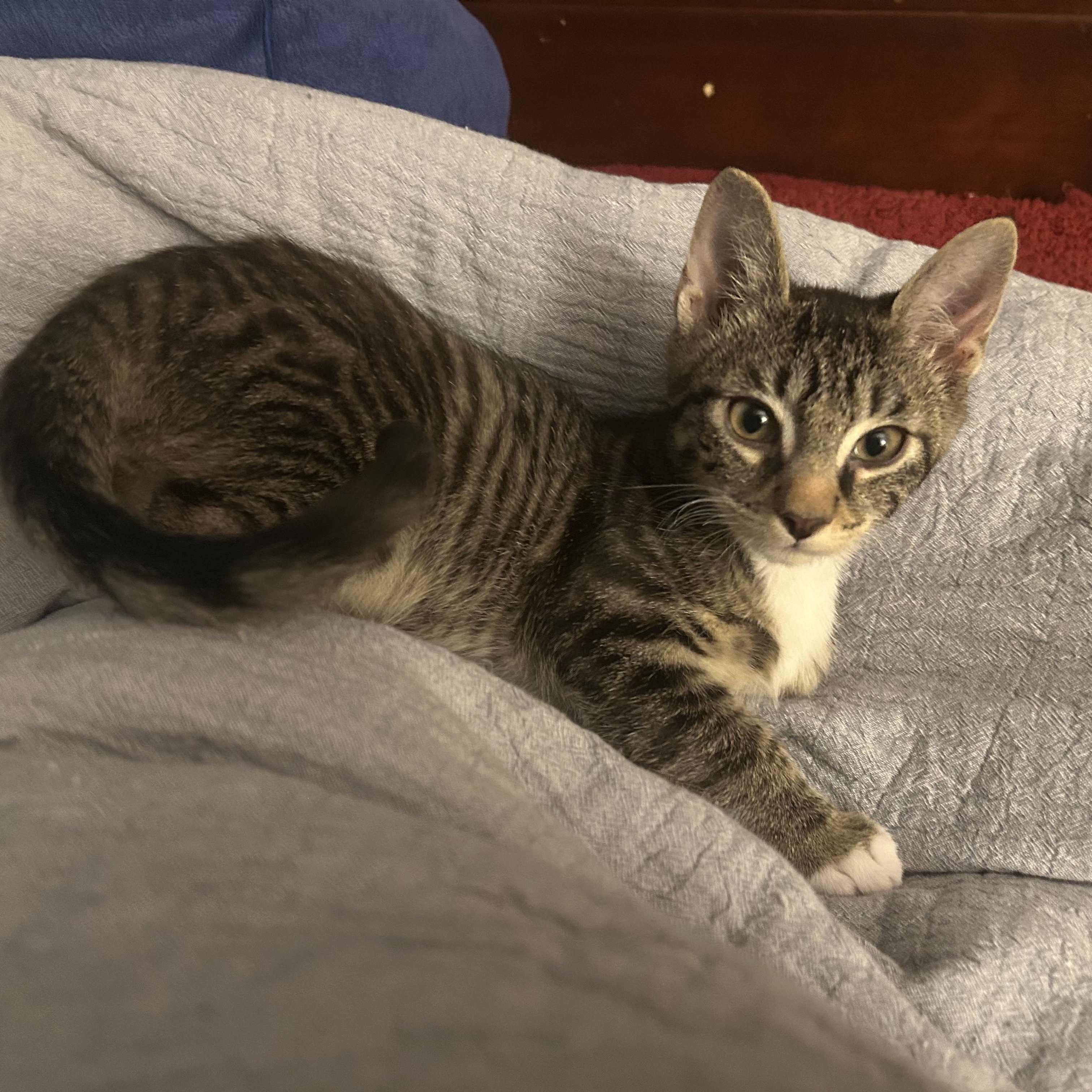 Enlarge Ozzy, an adoptable Domestic Short Hair in Bryan, TX image 1/6