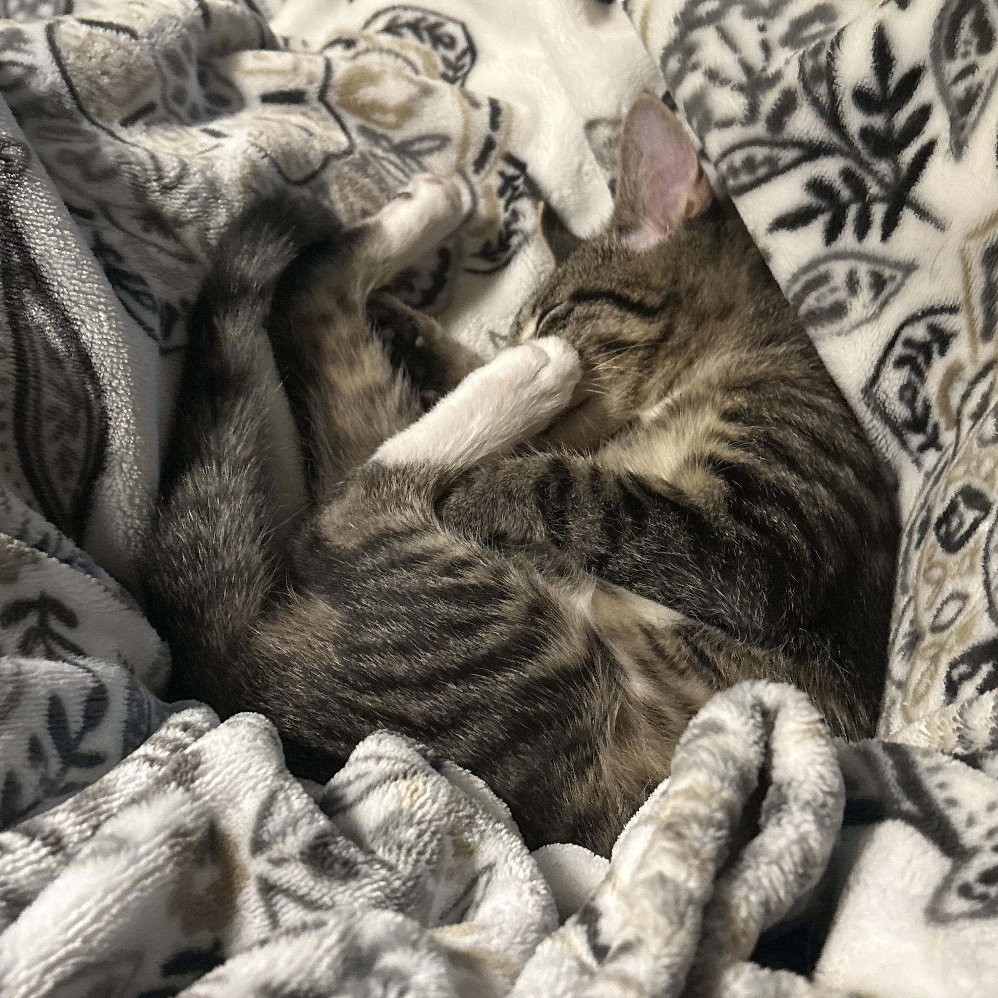 Enlarge Ozzy, an adoptable Domestic Short Hair in Bryan, TX image 6/6