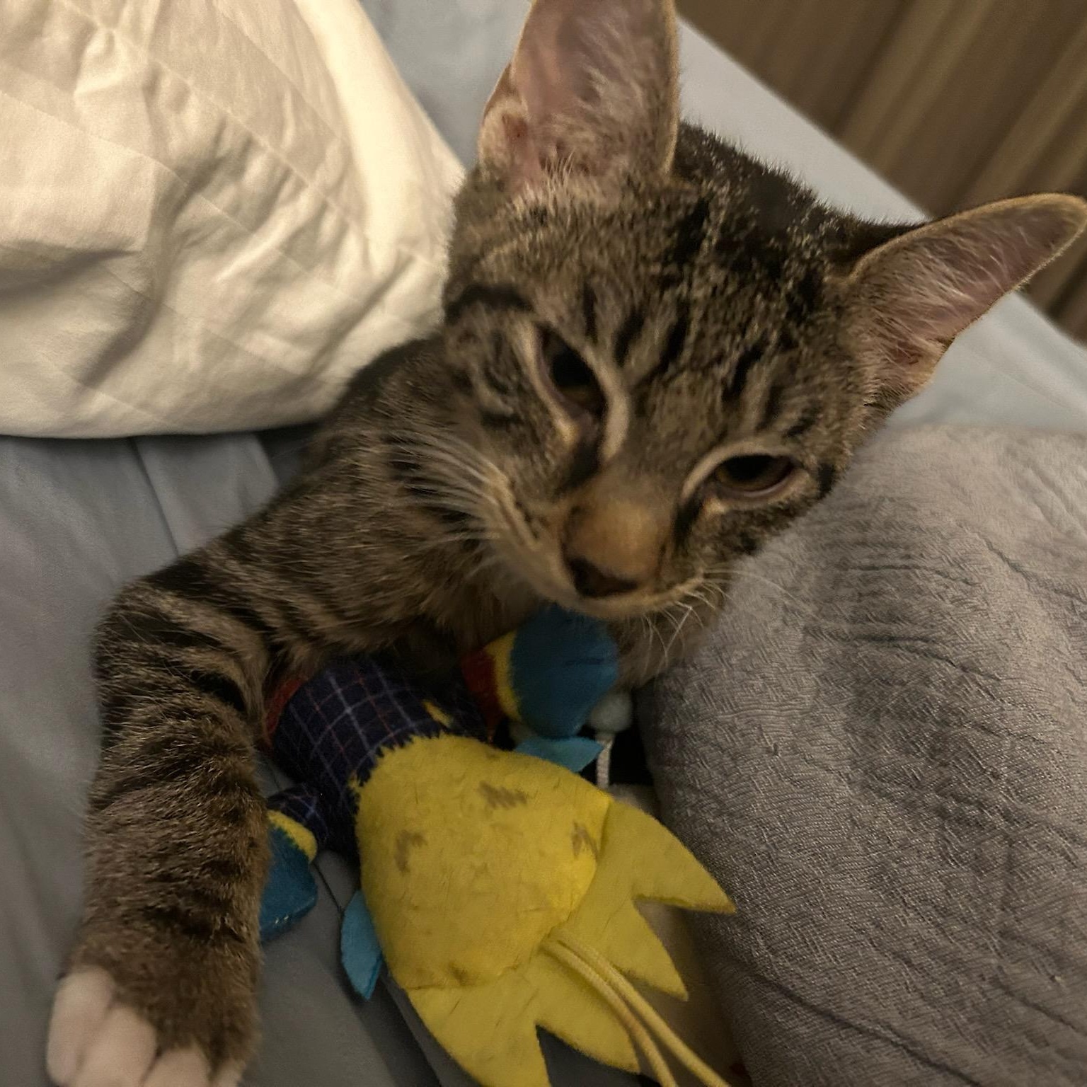 Enlarge Ozzy, an adoptable Domestic Short Hair in Bryan, TX image 3/6