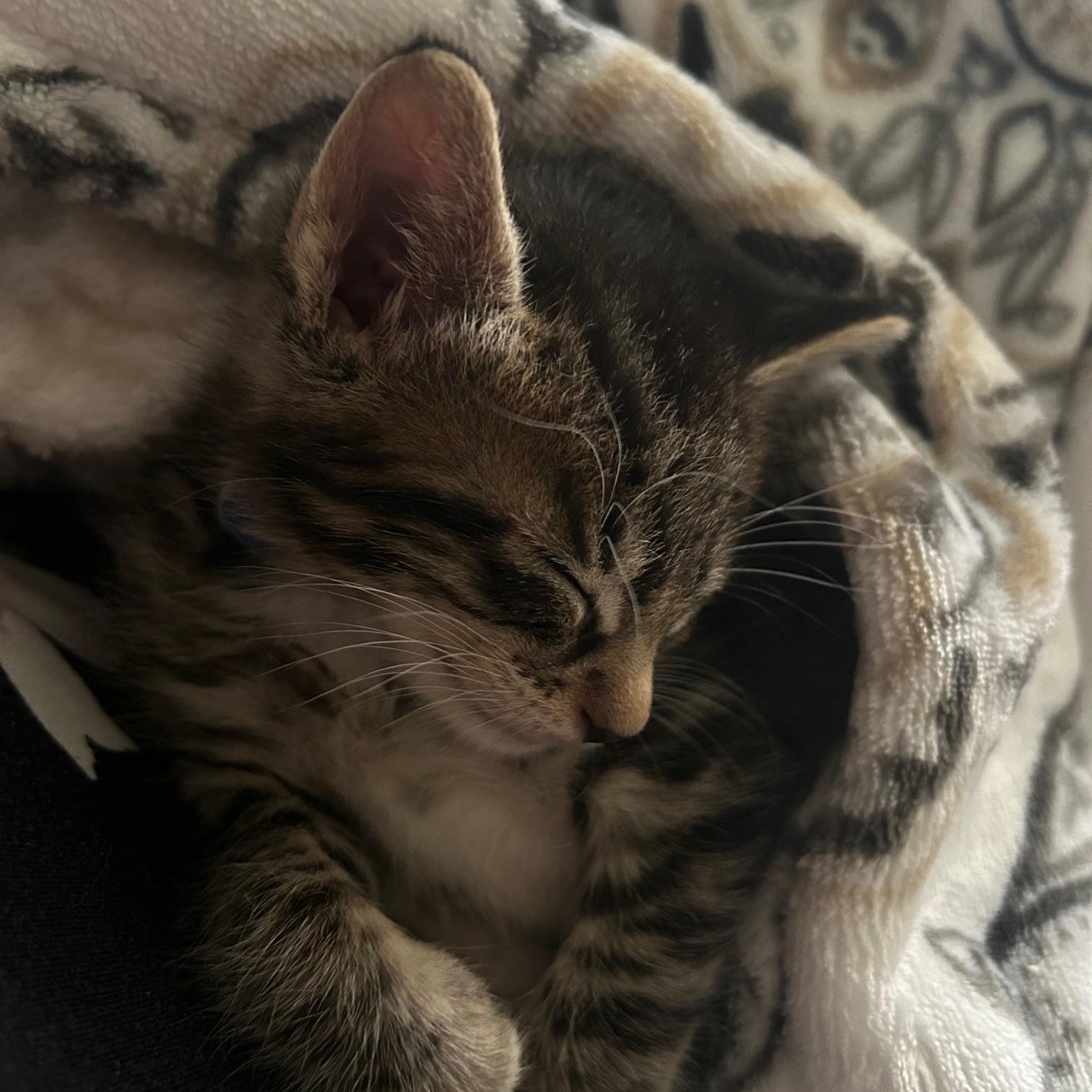 Enlarge Ozzy, an adoptable Domestic Short Hair in Bryan, TX image 2/6