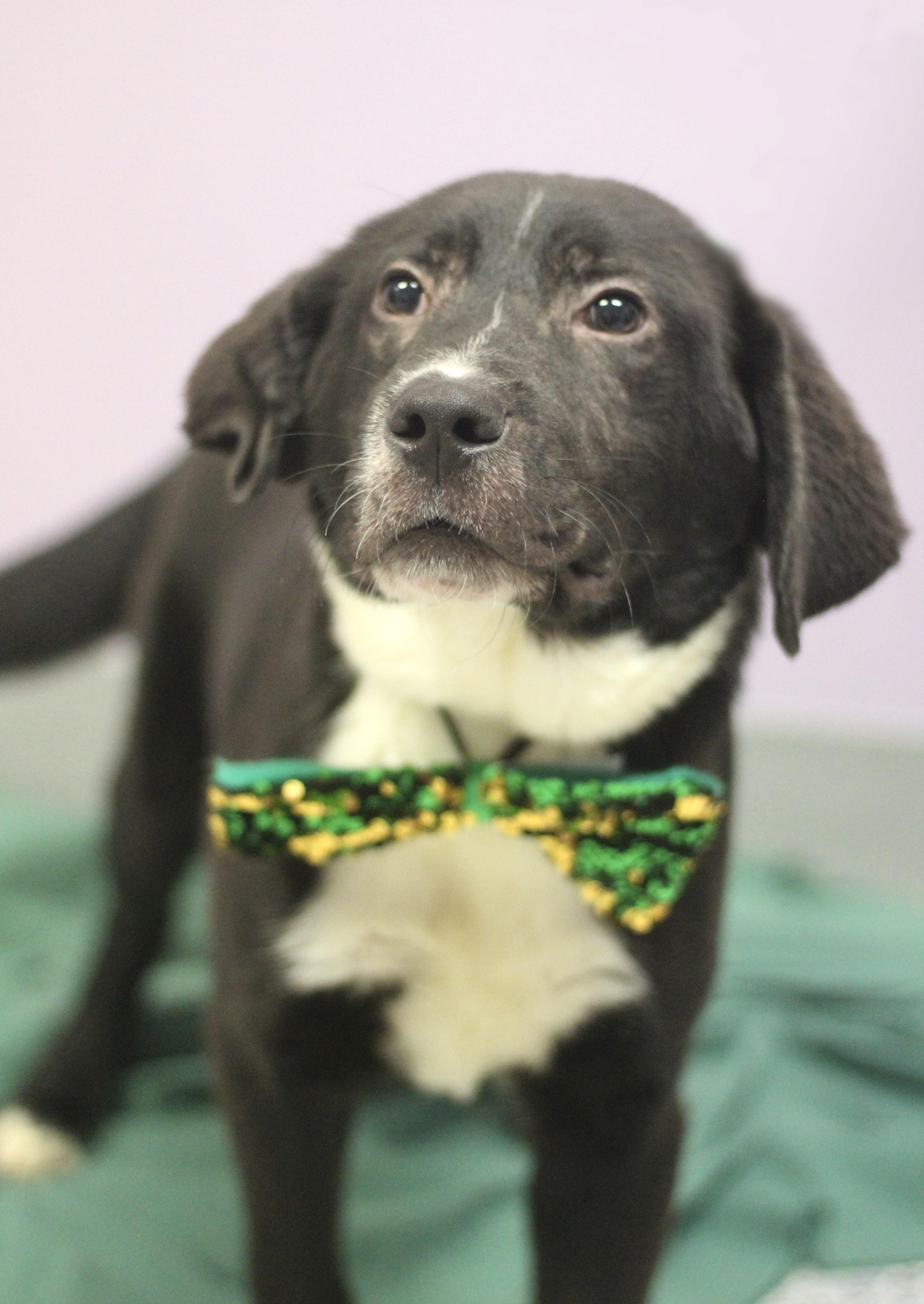 Enlarge $300 Adoption Fee! Malcolm in NH! Come Meet our Adoptable Dogs Wed-Sat. More info in Bio! , a ADOPTABLE mixed breed in Manchester, NH image 2/2