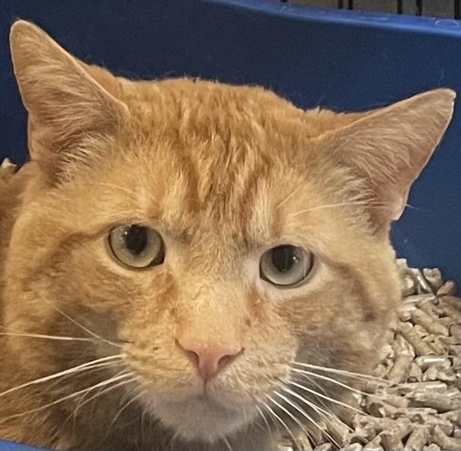 W2 SHORTY, Adoptable, Adult Male Domestic Short Hair.
