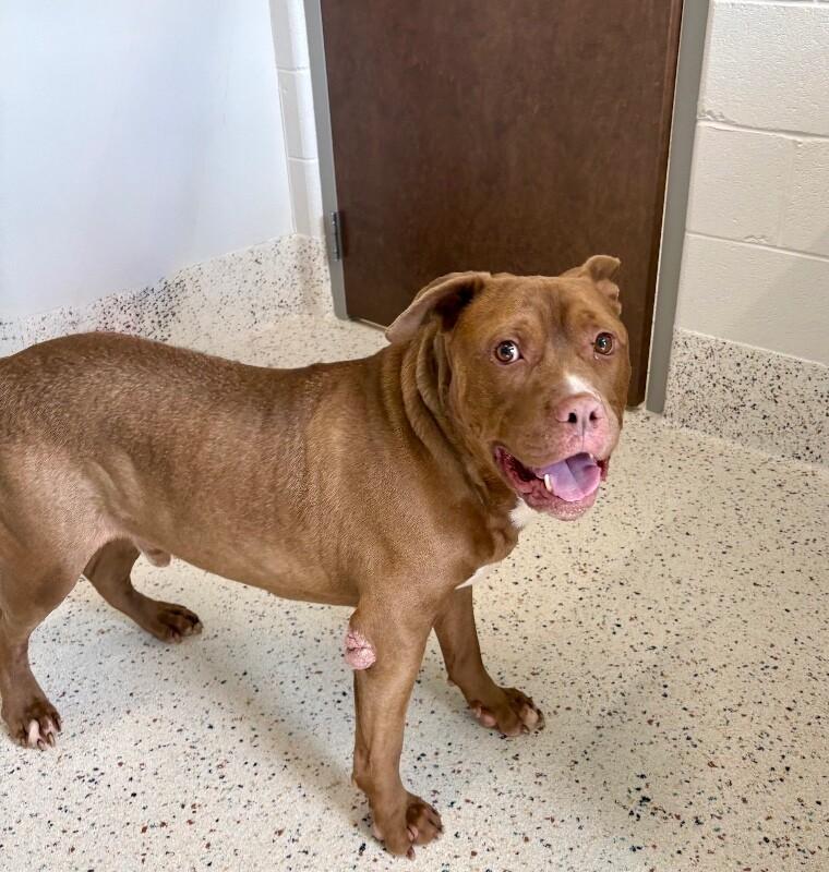 Rebel (Sponsored Adoption), Adoptable, Adult Male Pit Bull Terrier.