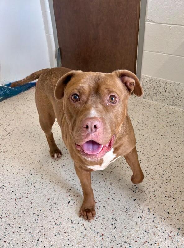 Rebel (Sponsored Adoption), a Adoptable Pit Bull Terrier in Providence Forge, VA image 2/6