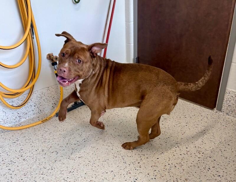 Rebel (Sponsored Adoption), a Adoptable Pit Bull Terrier in Providence Forge, VA image 3/6