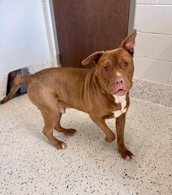 Rebel (Sponsored Adoption), a Adoptable Pit Bull Terrier in Providence Forge, VA image 4/6