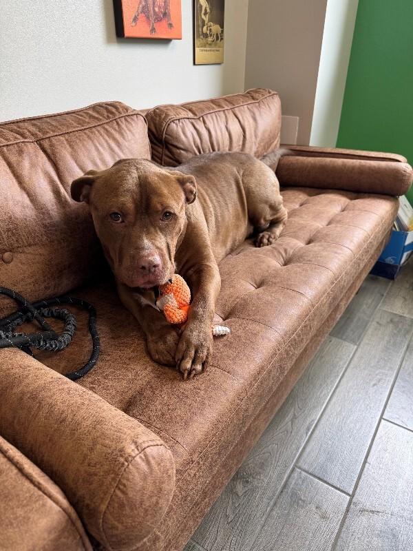 Rebel (Sponsored Adoption), a Adoptable Pit Bull Terrier in Providence Forge, VA image 5/6