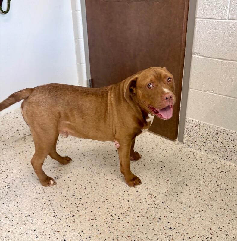 Rebel (Sponsored Adoption), a Adoptable Pit Bull Terrier in Providence Forge, VA image 6/6