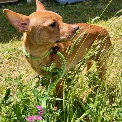 Juniper, a ADOPTABLE mixed breed in Long Beach, WA image 3/3
