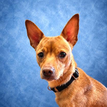 Juniper, a ADOPTABLE mixed breed in Long Beach, WA image 2/3