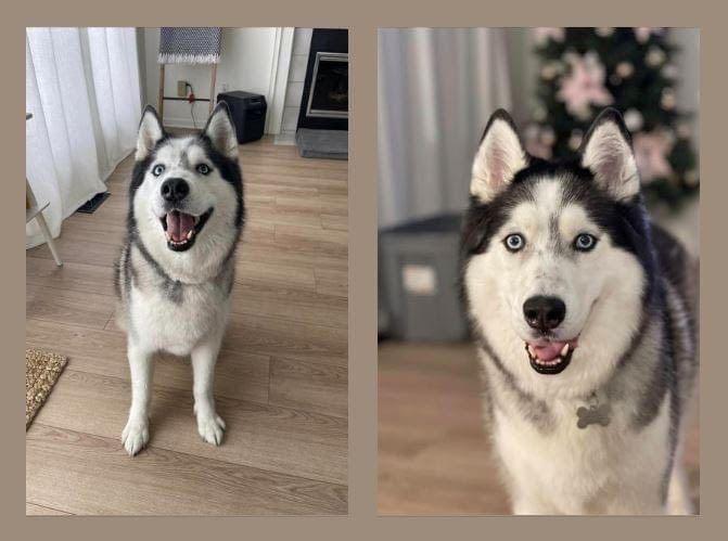 Zz Lupin - Courtesy, Adoptable, Adult Male Siberian Husky.