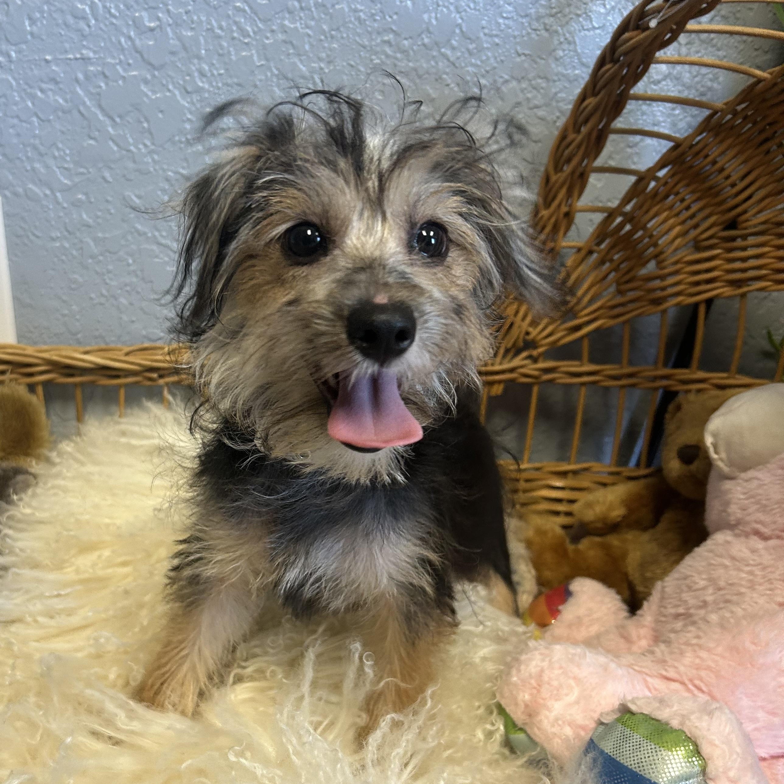 Juju Smith-Schuster, an adoptable Maltipoo in Belleville, NJ, 07109 | Photo Image 1