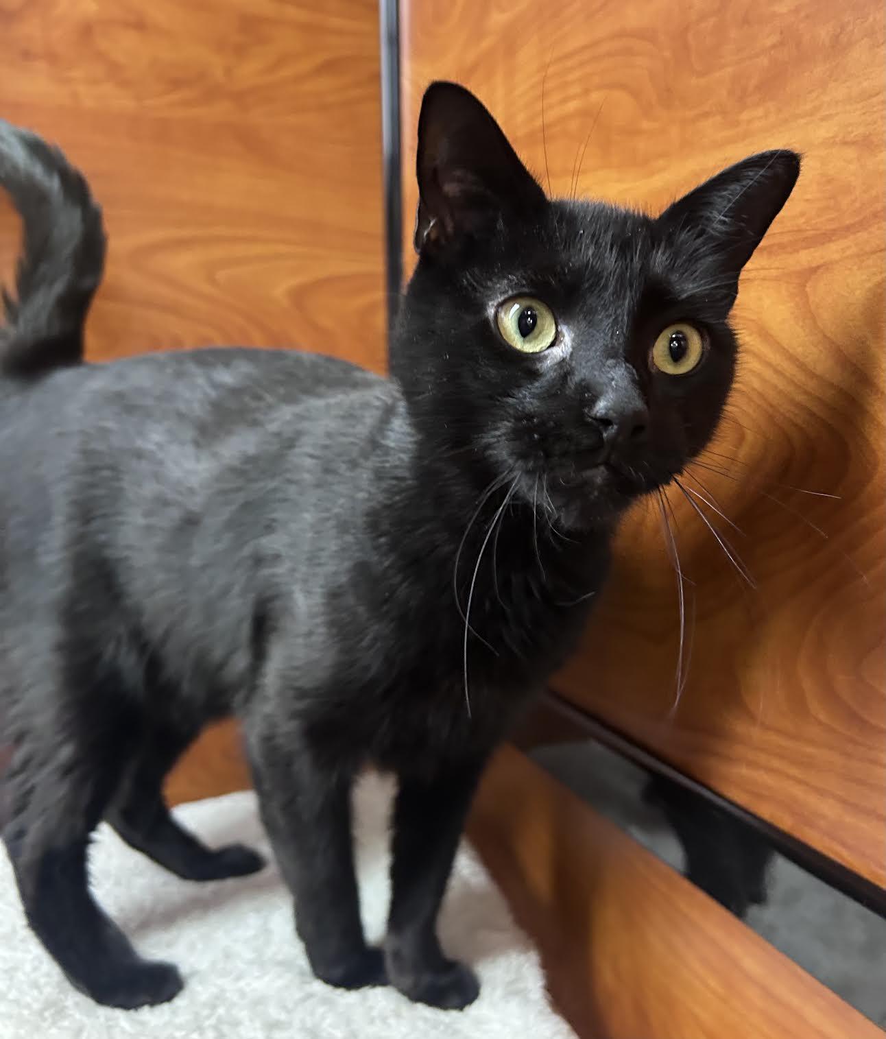 Enlarge Batman, an adopted Domestic Short Hair in Greenburgh, NY image 6/6