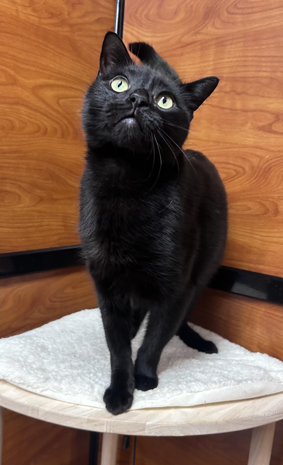 Enlarge Batman, an adopted Domestic Short Hair in Greenburgh, NY image 1/6