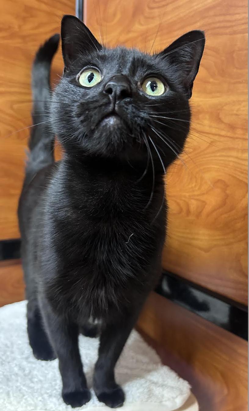 Enlarge Batman, an adopted Domestic Short Hair in Greenburgh, NY image 4/6