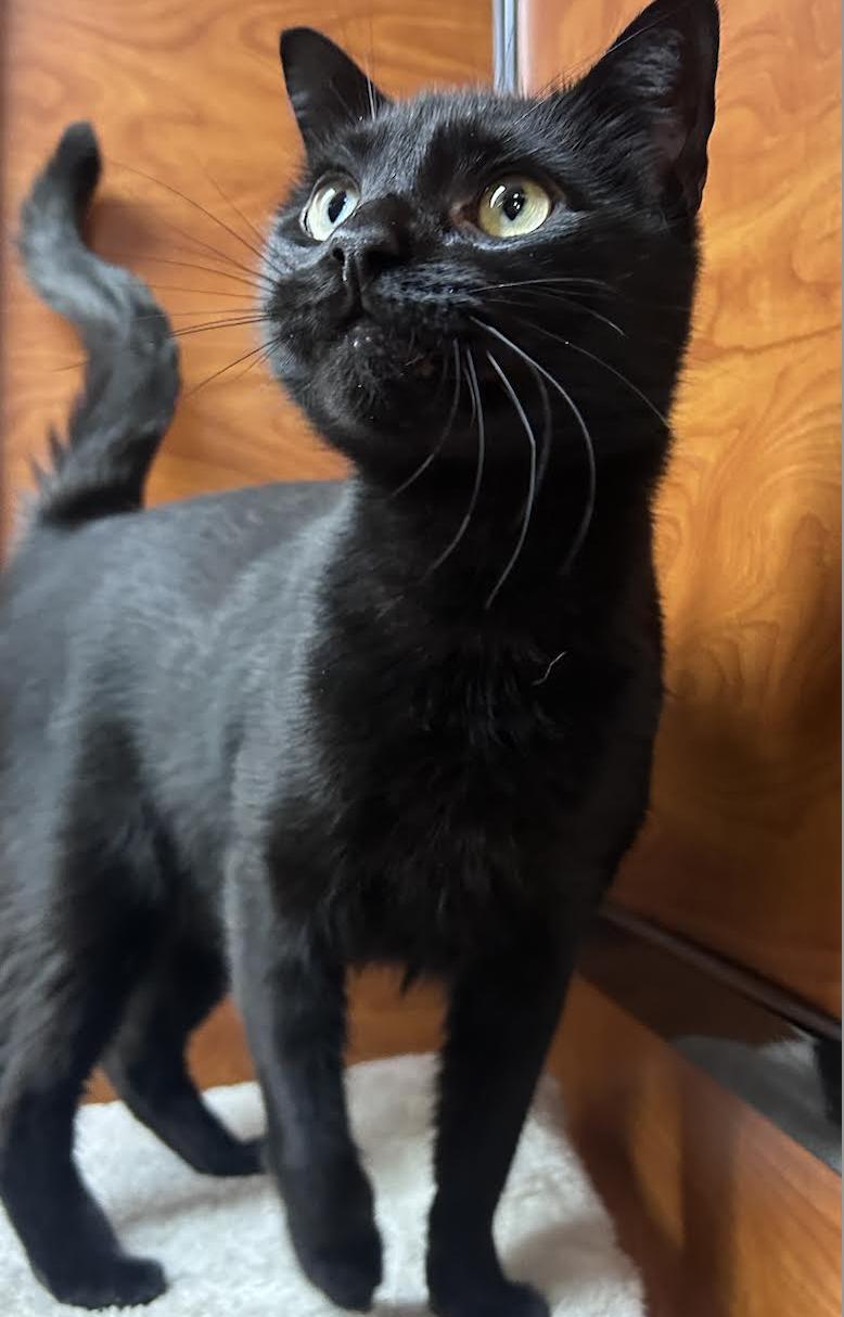 Enlarge Batman, an adopted Domestic Short Hair in Greenburgh, NY image 3/6