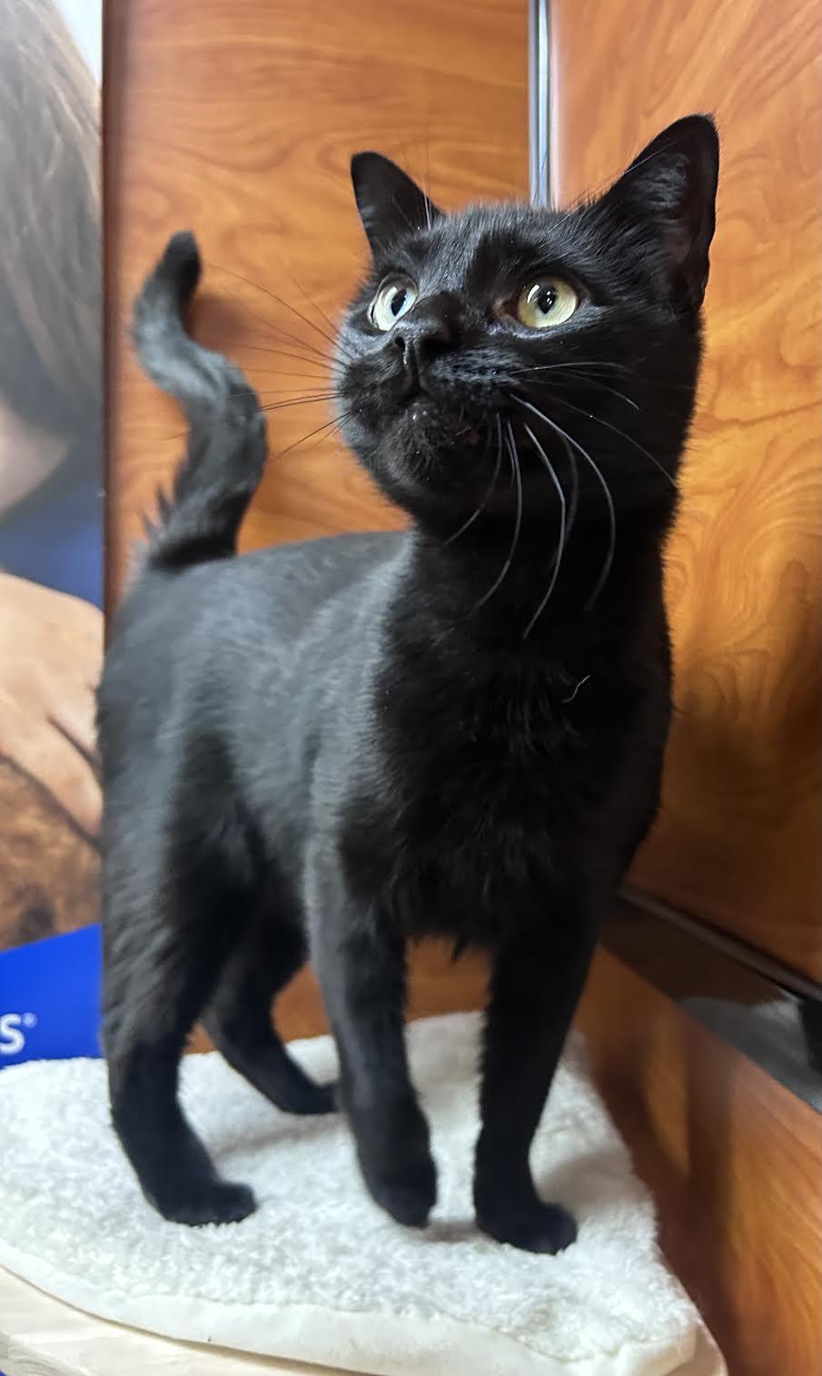 Enlarge Batman, an adopted Domestic Short Hair in Greenburgh, NY image 5/6