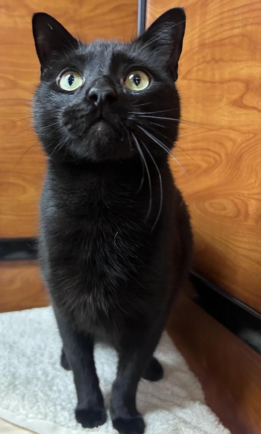 Enlarge Batman, an adopted Domestic Short Hair in Greenburgh, NY image 2/6