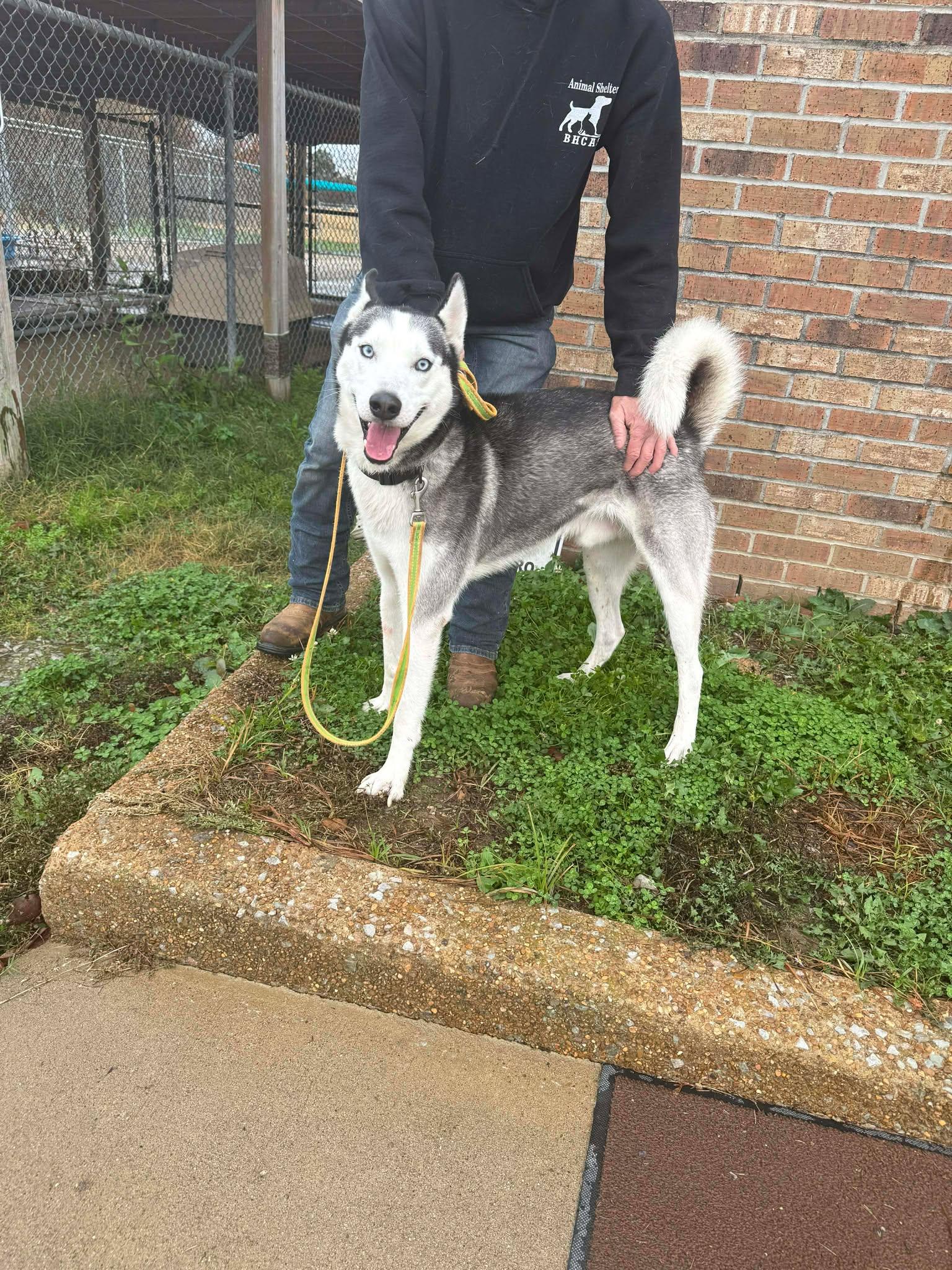 Bravo, Adoptable, Adult Male Husky.