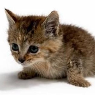 Enlarge Ember, a Adoptable mixed breed in Trophy Club, TX image 2/5